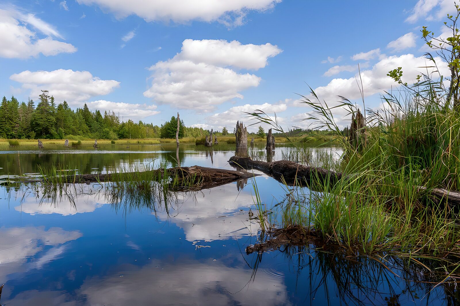 OCCOM7007108: Serene Wetland Reflections