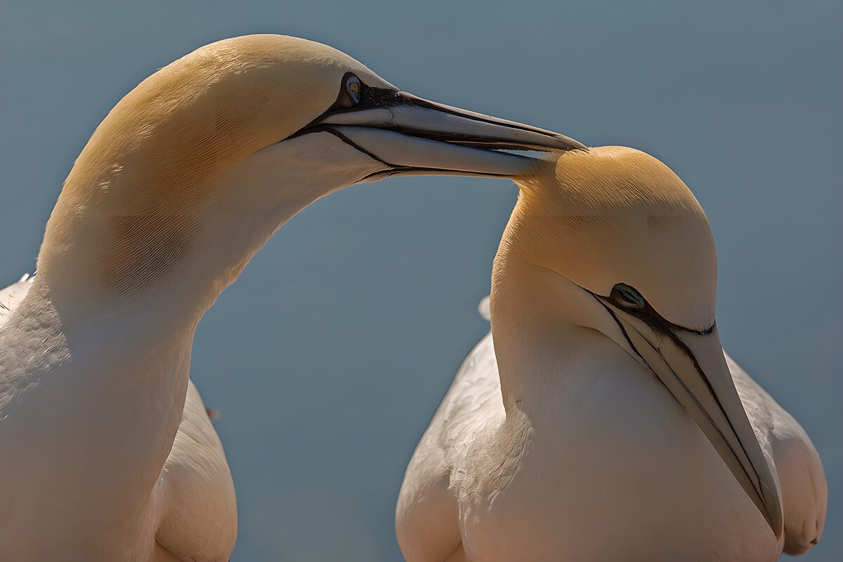 Intimate Moment Between Gannets