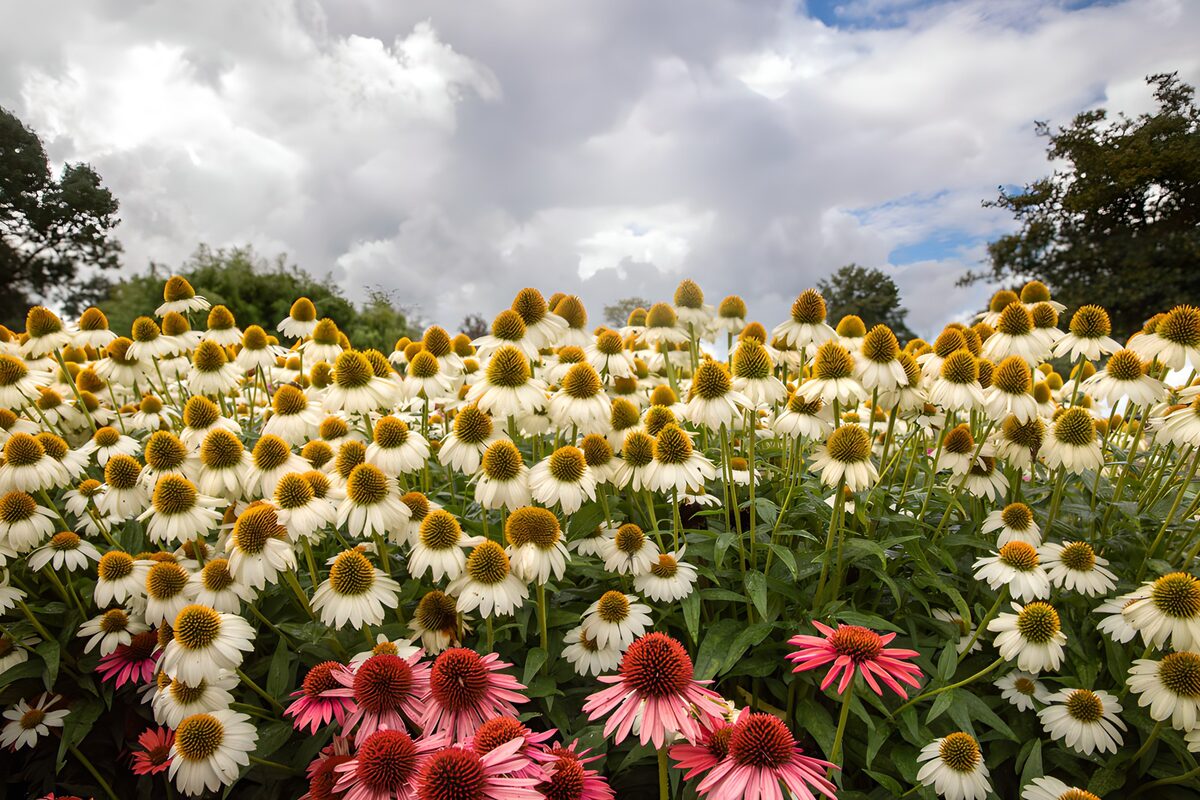OCCOM6679870: Vibrant Flower Field Under Cloudy Skies