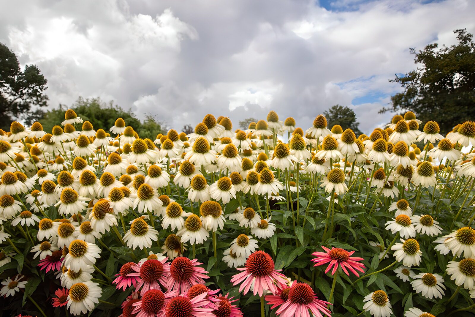 OCCOM6679870: Vibrant Flower Field Under Cloudy Skies