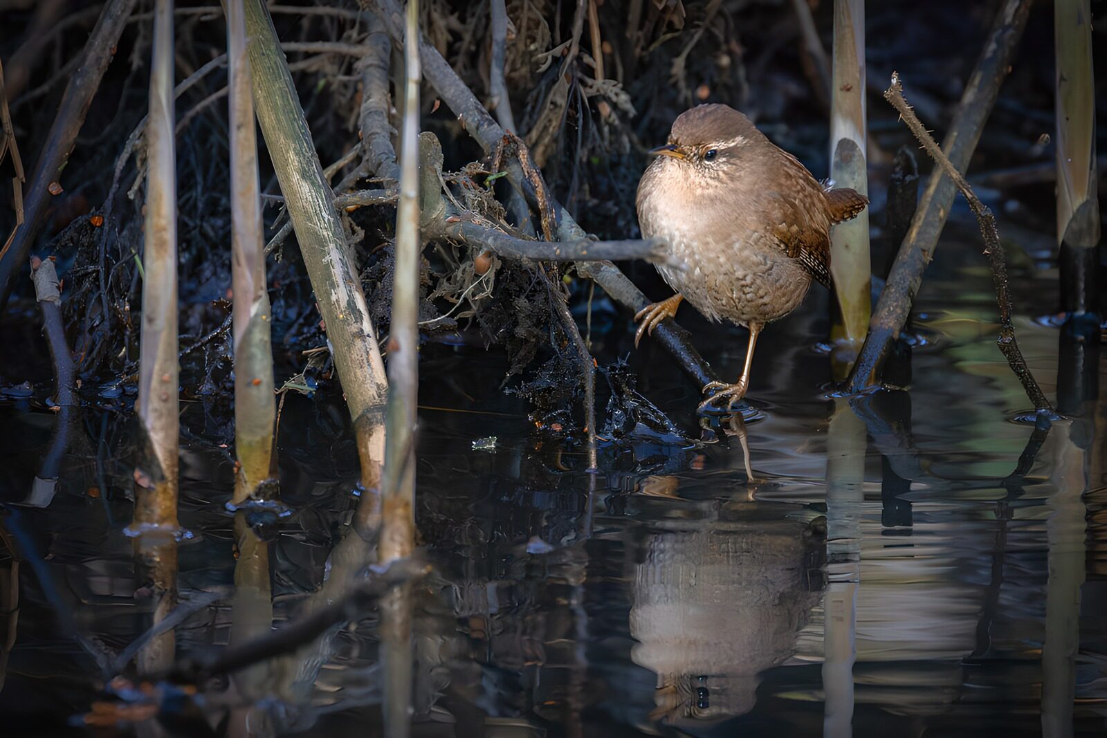OCCOM8110241: Whiskered Bird by the Water's Edge