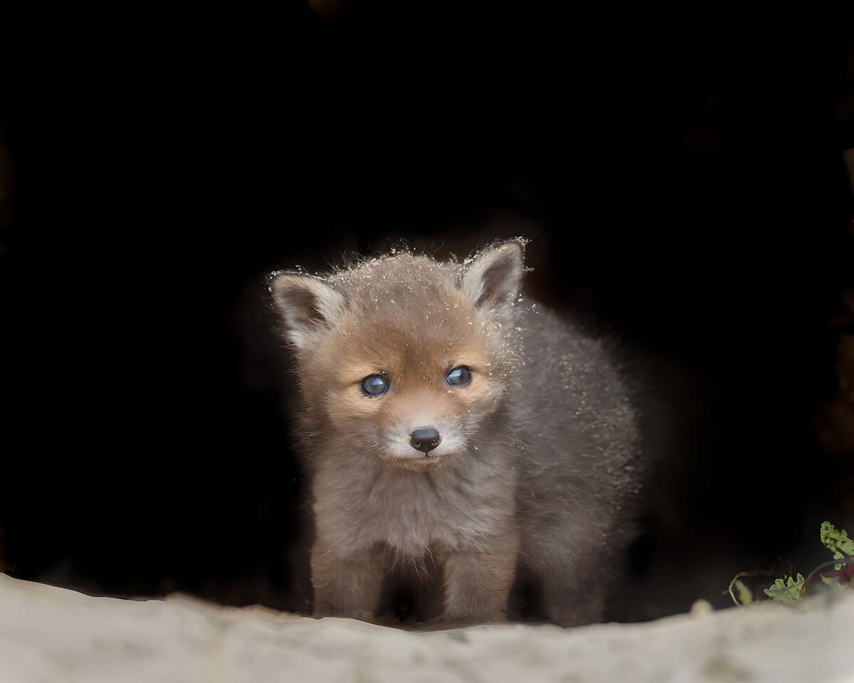 Playful Baby Fox Emerging from Den