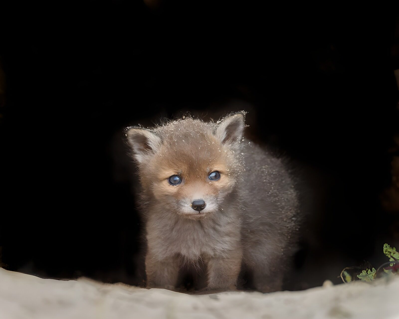 OCCOM8746970: Playful Baby Fox Emerging from Den