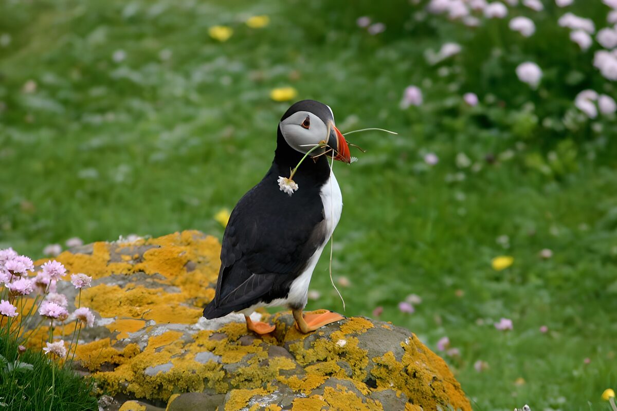 Puffin with Grass for Nesting