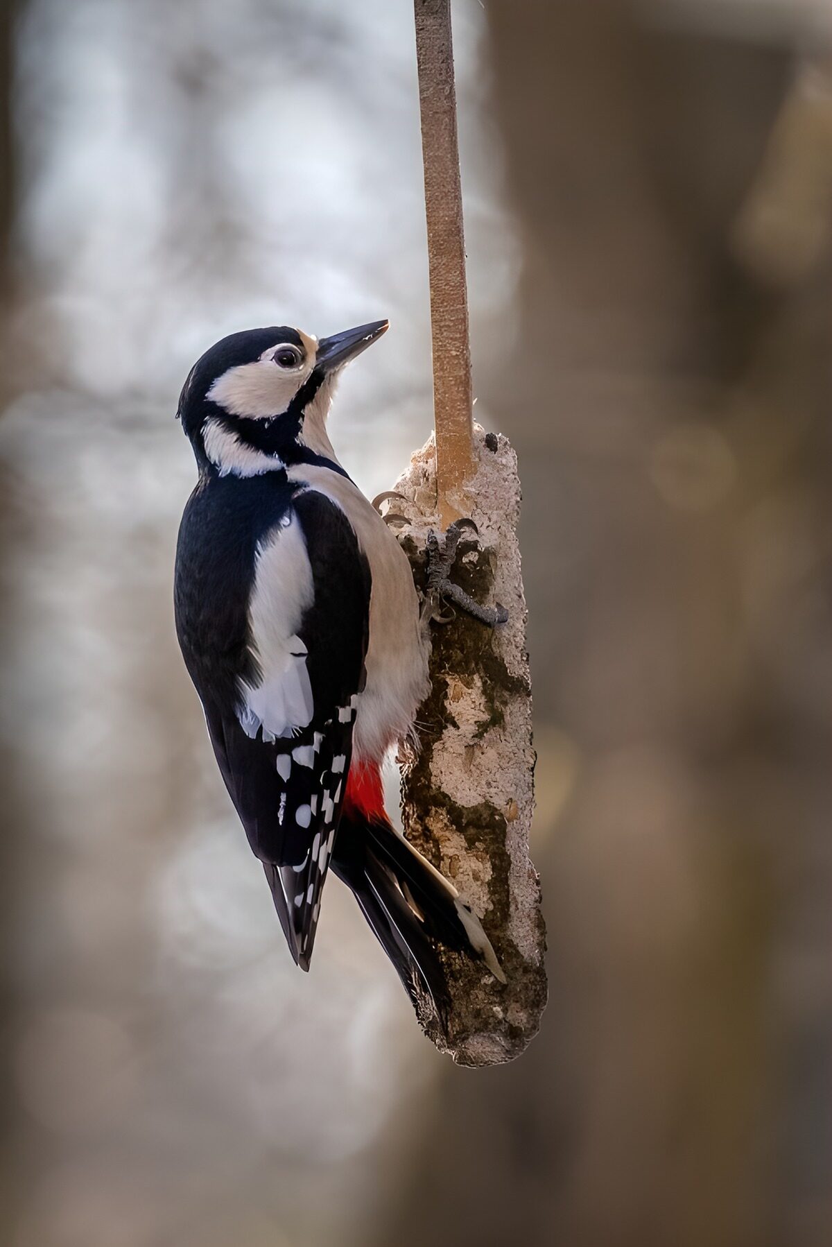 OCCOM5929208: Great Spotted Woodpecker on a Tree