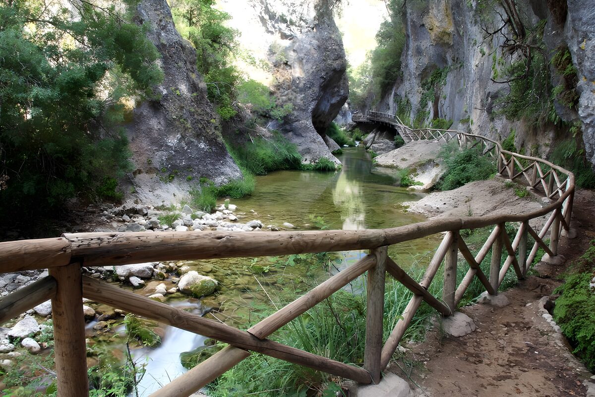 Serene River Pathway in Nature