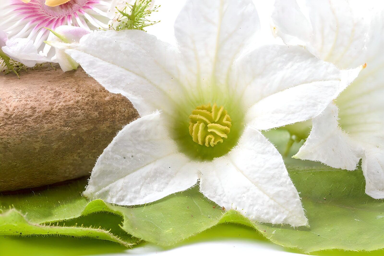 OCCOM7137170: Delicate White Flower with Pebble