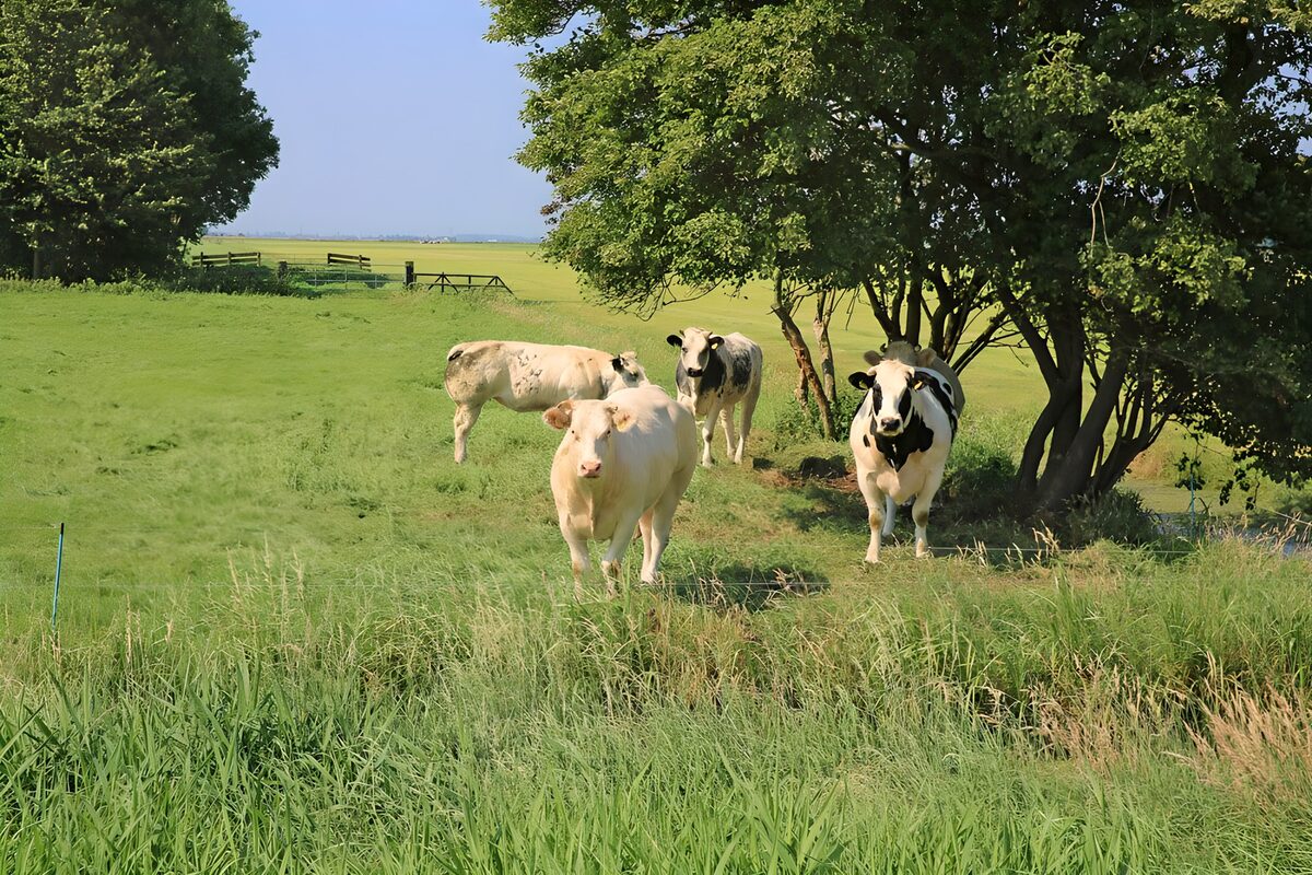 Peaceful Cows in a Sunny Meadow
