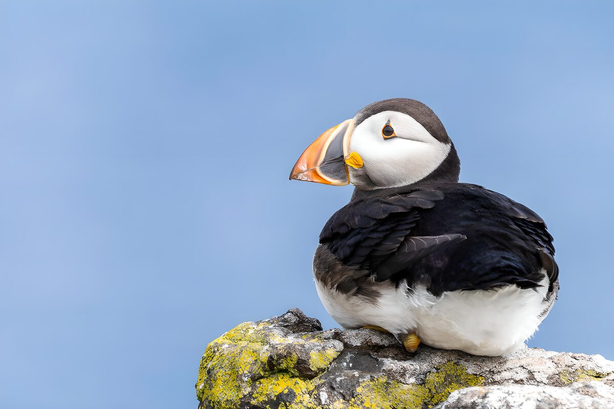 OCCOM4378656: Majestic Puffin on a Rock