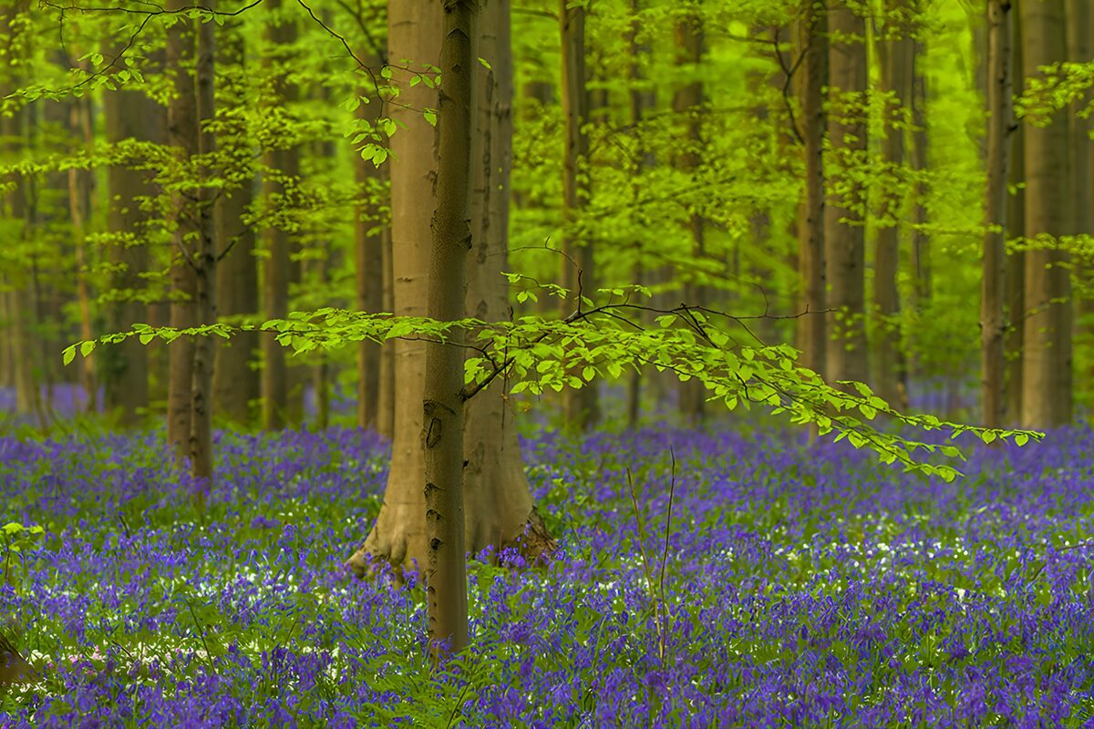 OCCOM8994457: Enchanted Bluebell Forest
