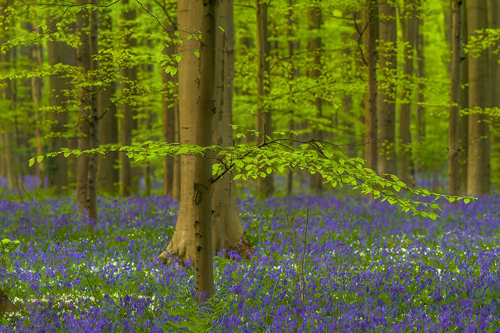 OCCOM8994457: Enchanted Bluebell Forest