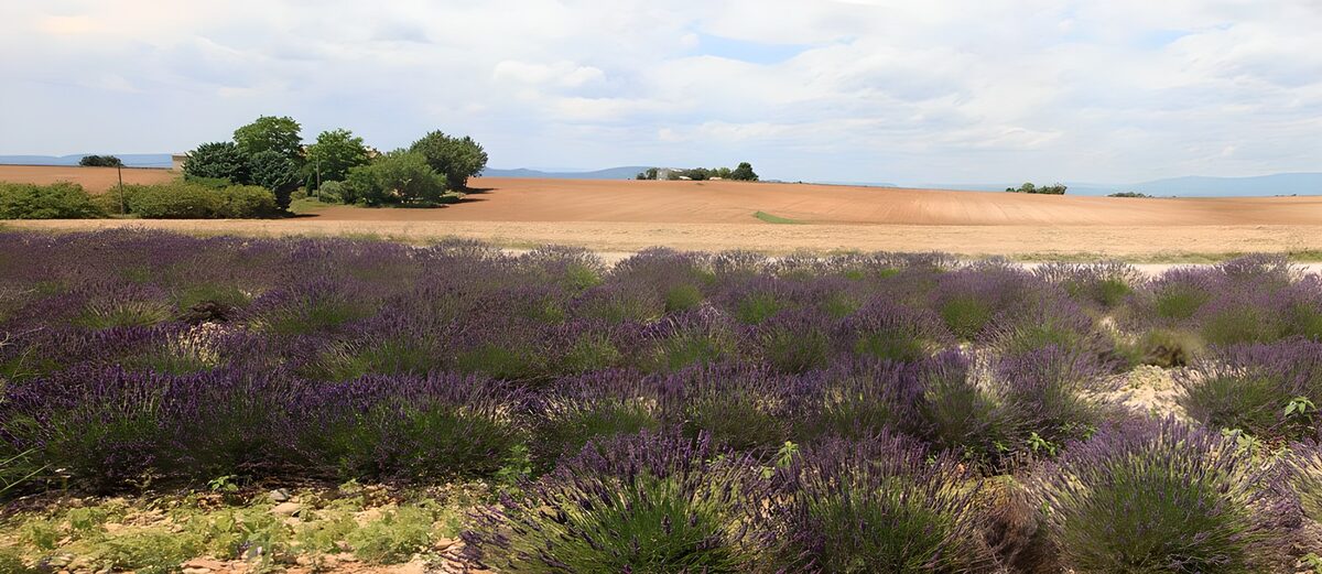 Lavender Fields Under Open Skies