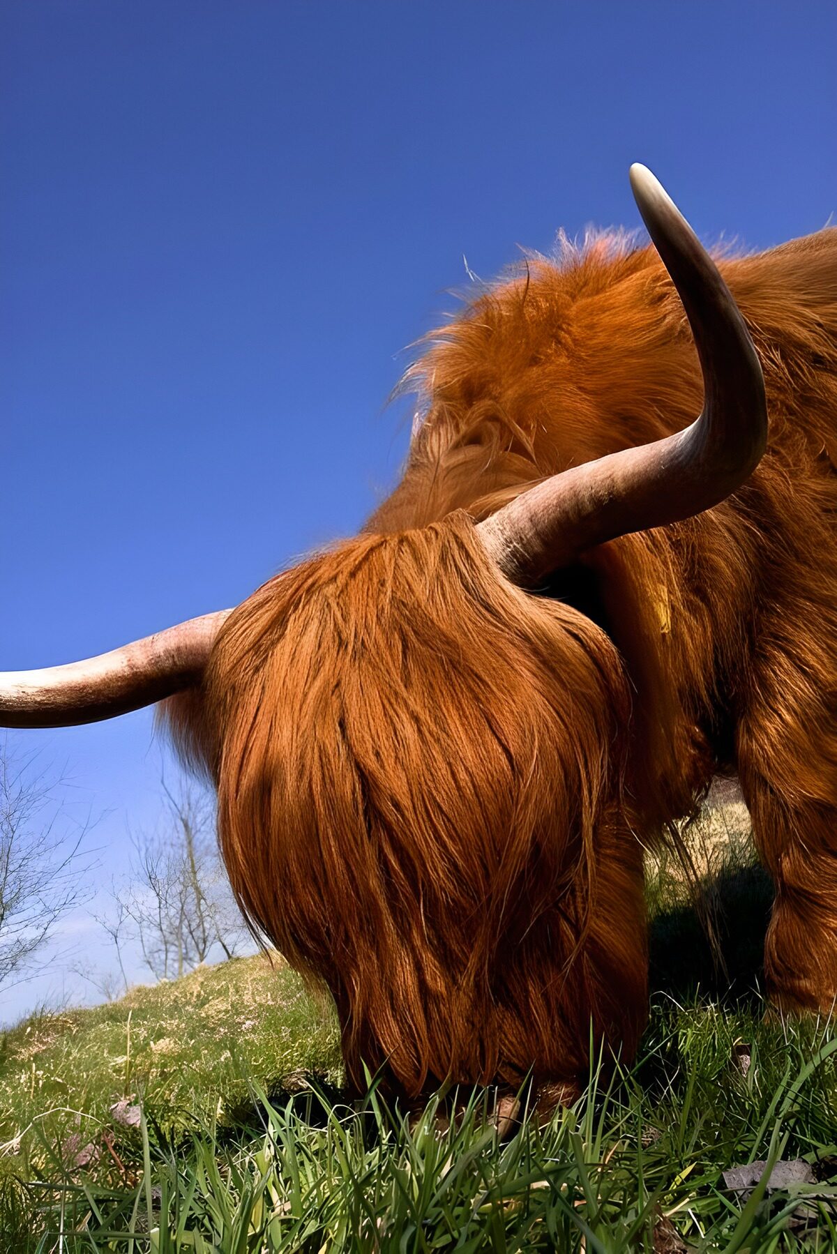 Highland Cow Grazing in the Sunlight