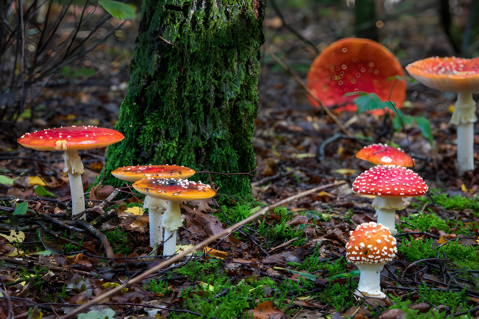 OCCOM3288383: Enchanted Forest Fungi