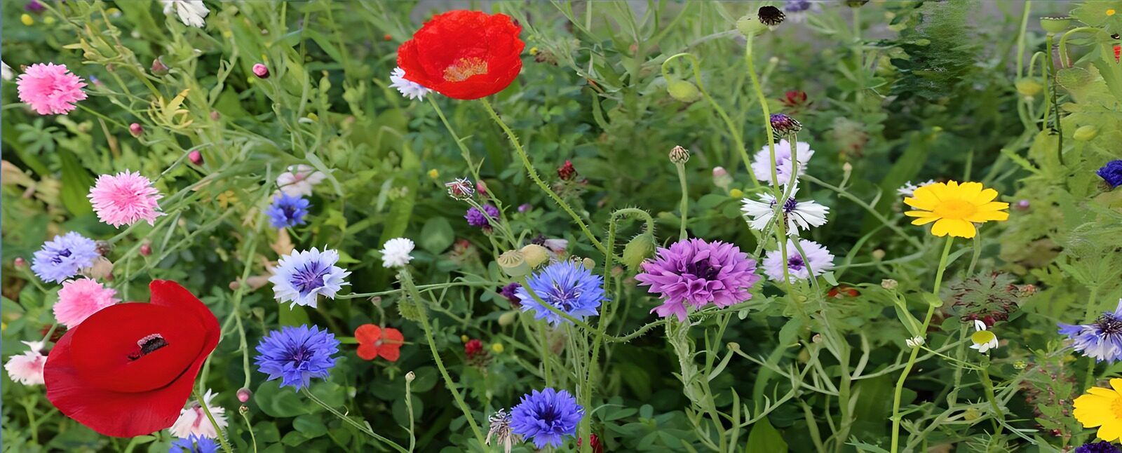 OCCOM7231697: Vibrant Wildflower Meadow