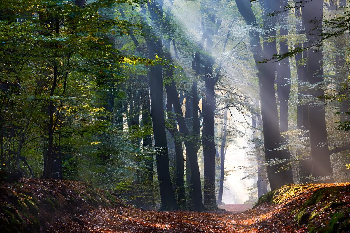Serene Forest Path at Dawn