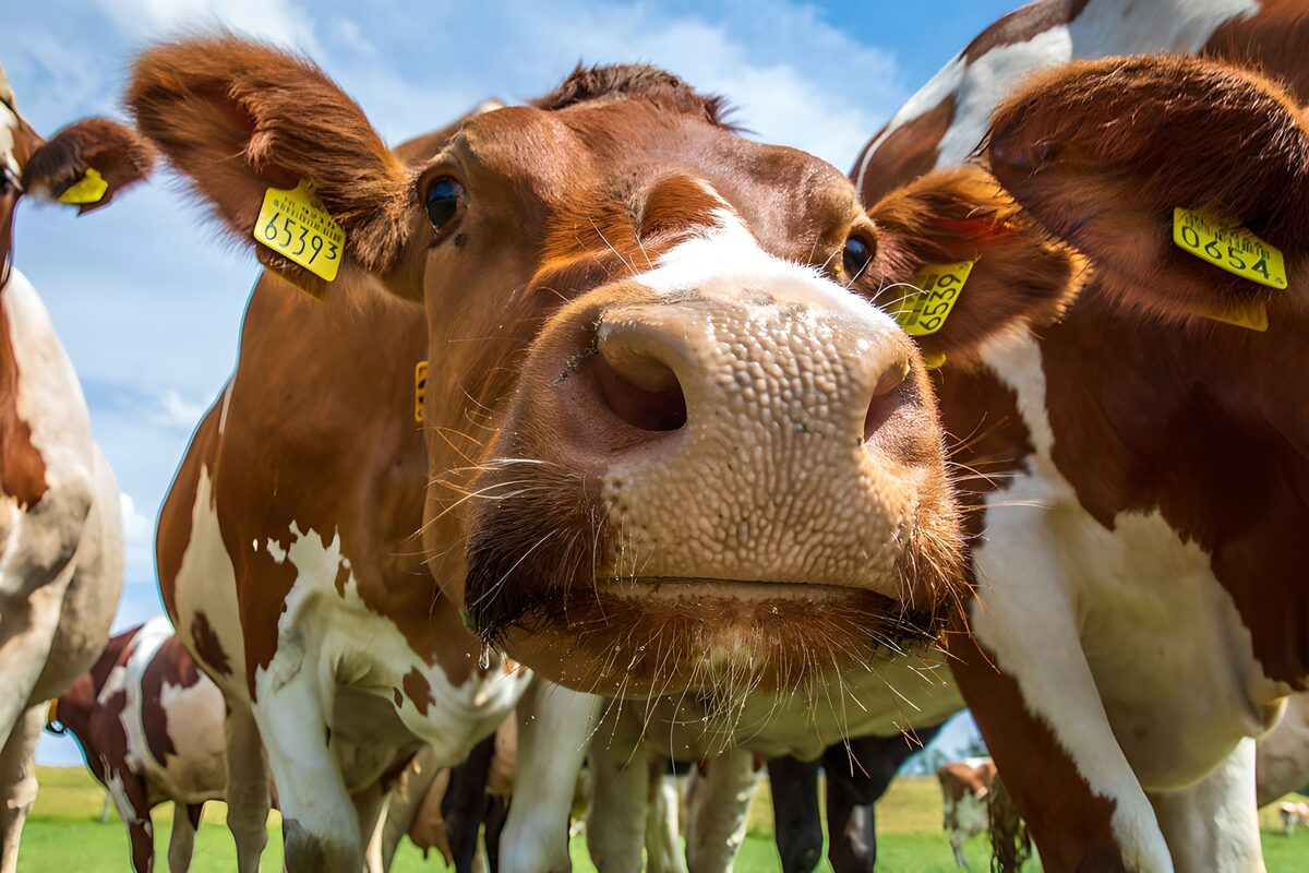 Curious Cow Up Close
