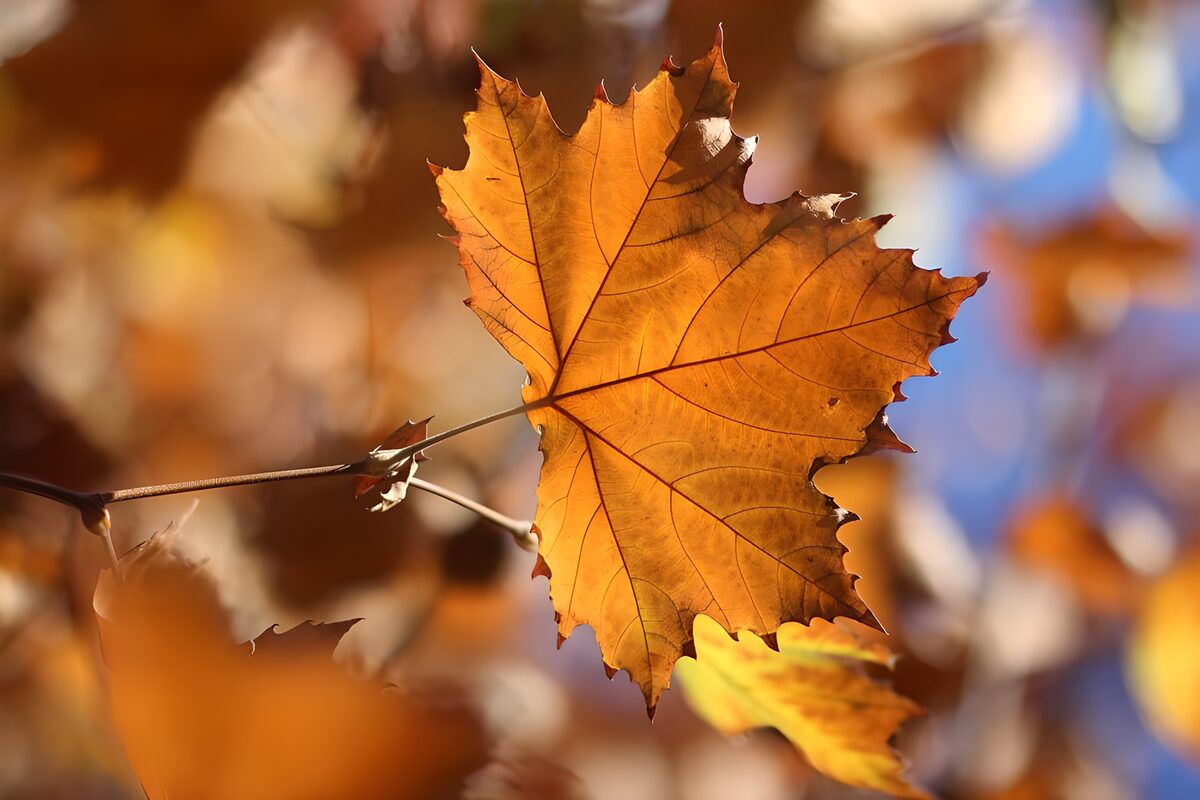 Autumn Leaf in Golden Hues