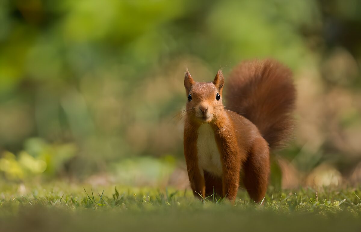 Curious Red Squirrel in the Meadow