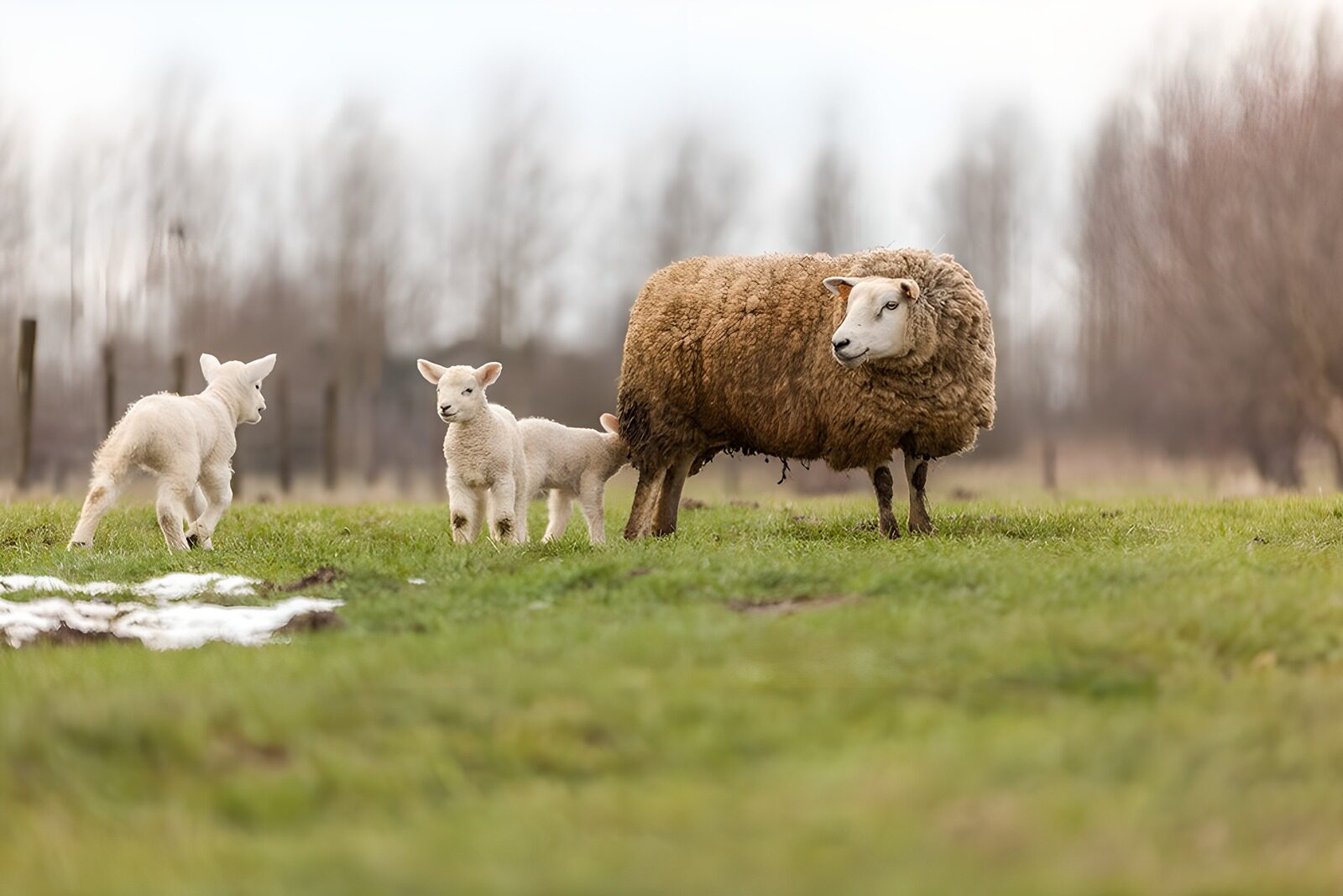 OCCOM5154407: Playful Lambs in Grassy Pasture