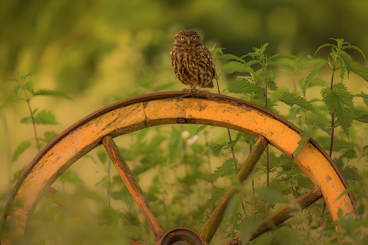 Wise Owl on Rustic Wheel