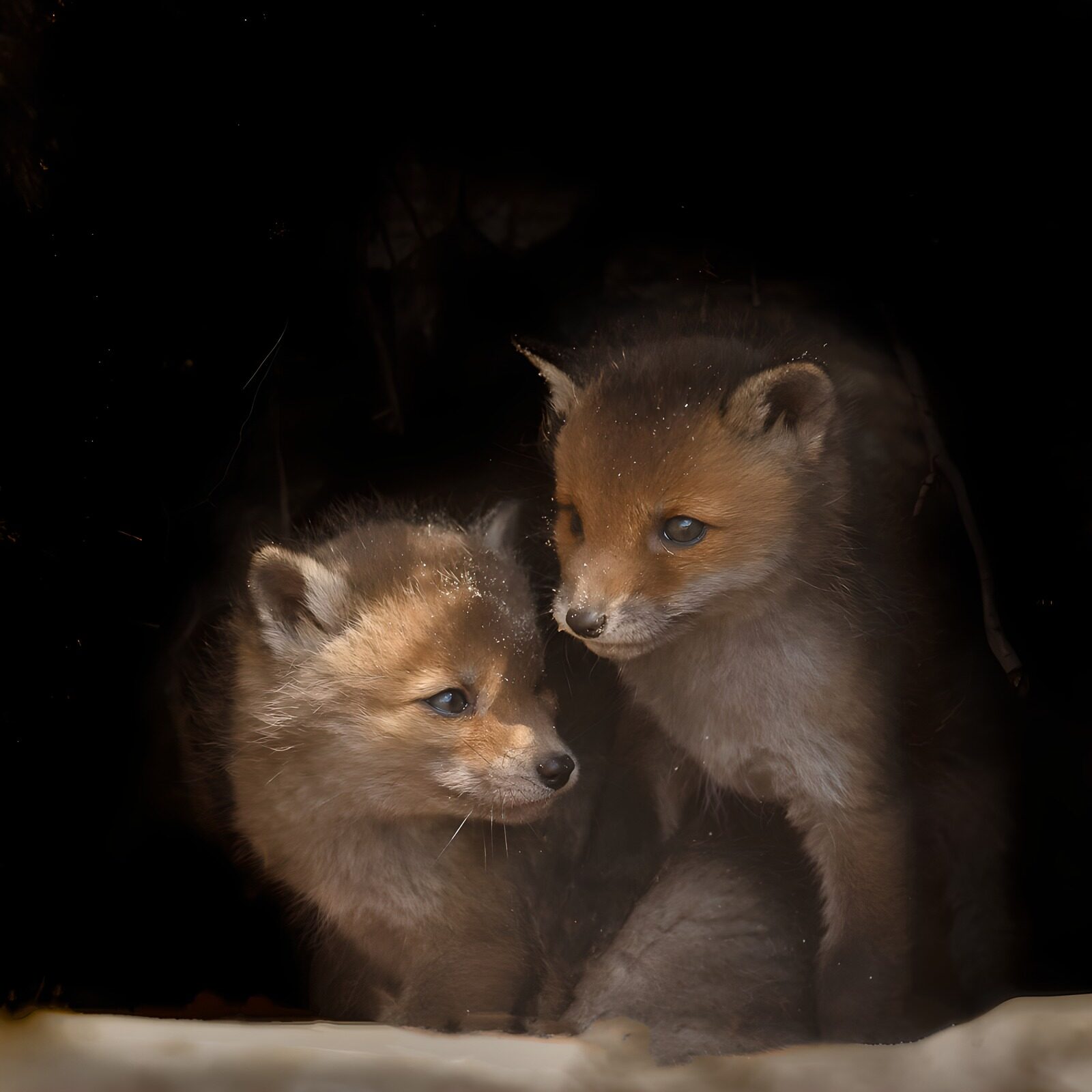 OCCOM7296270: Playful Fox Cubs in a Den