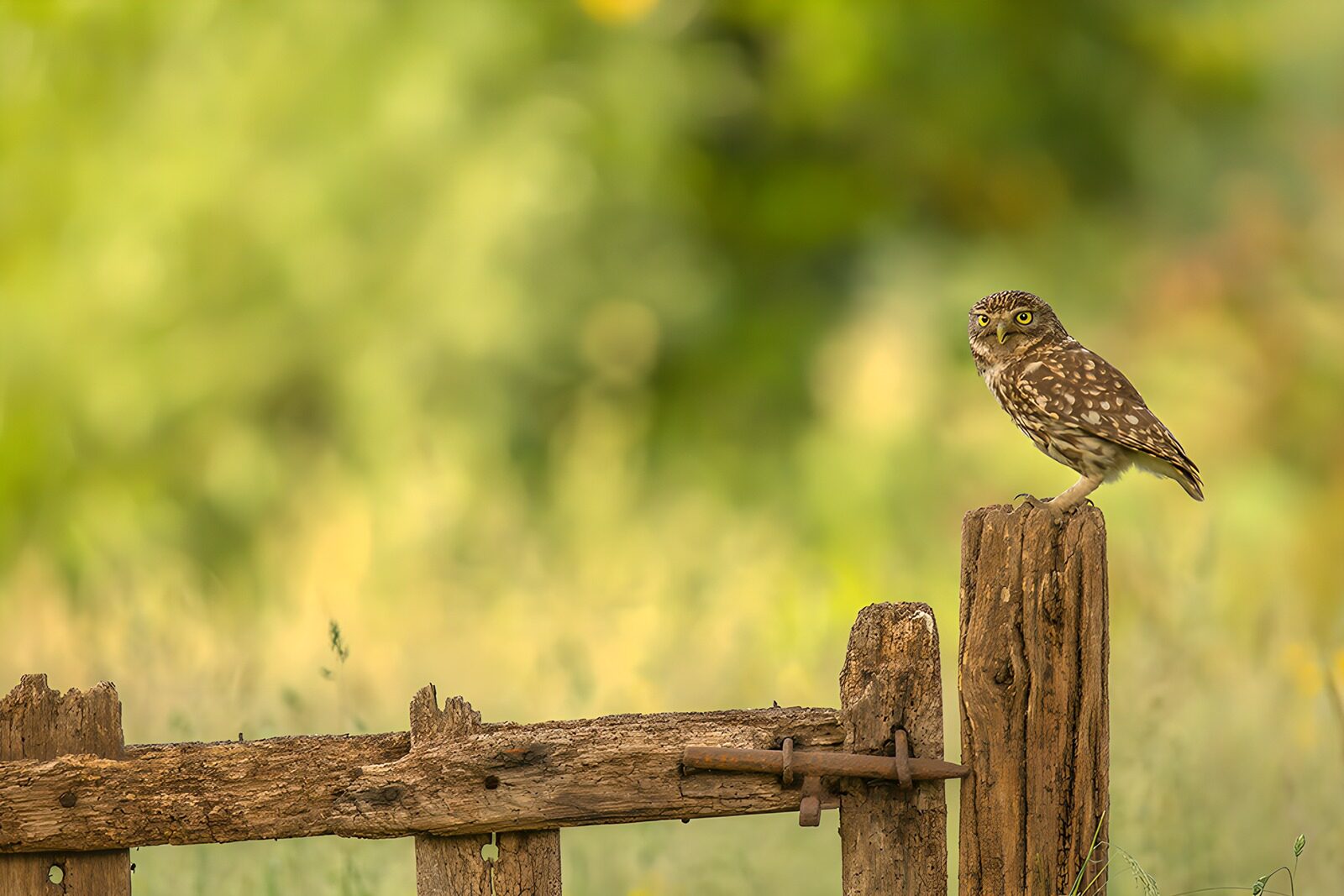 OCCOM7631104: Wise Guardian of the Meadow