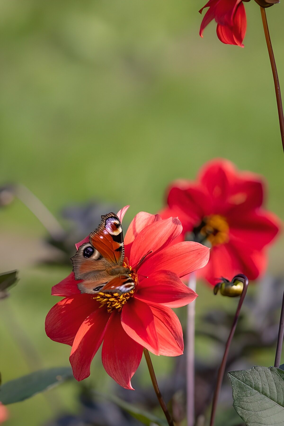 OCCOM2913851: Butterfly on Red Flower