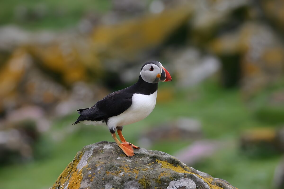 Colorful Puffin on a Rocky Perch