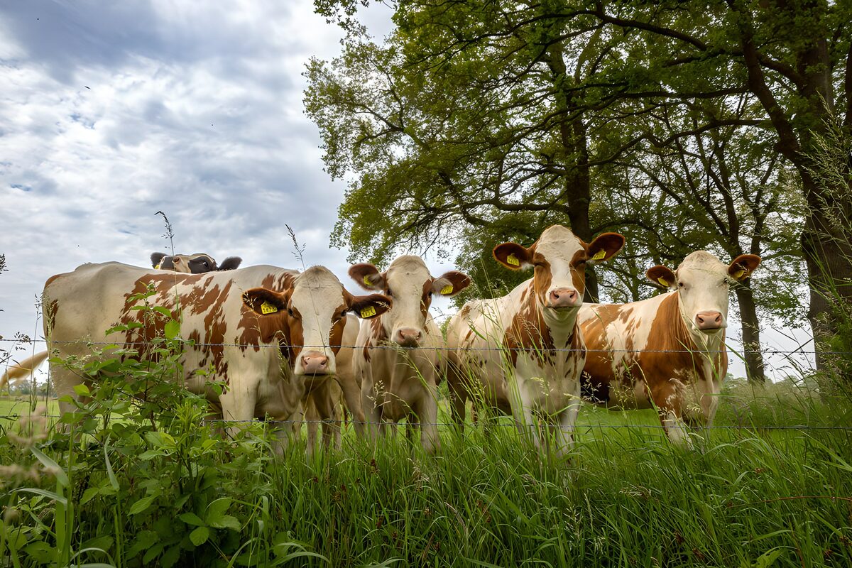 Curious Cows in a Green Pasture