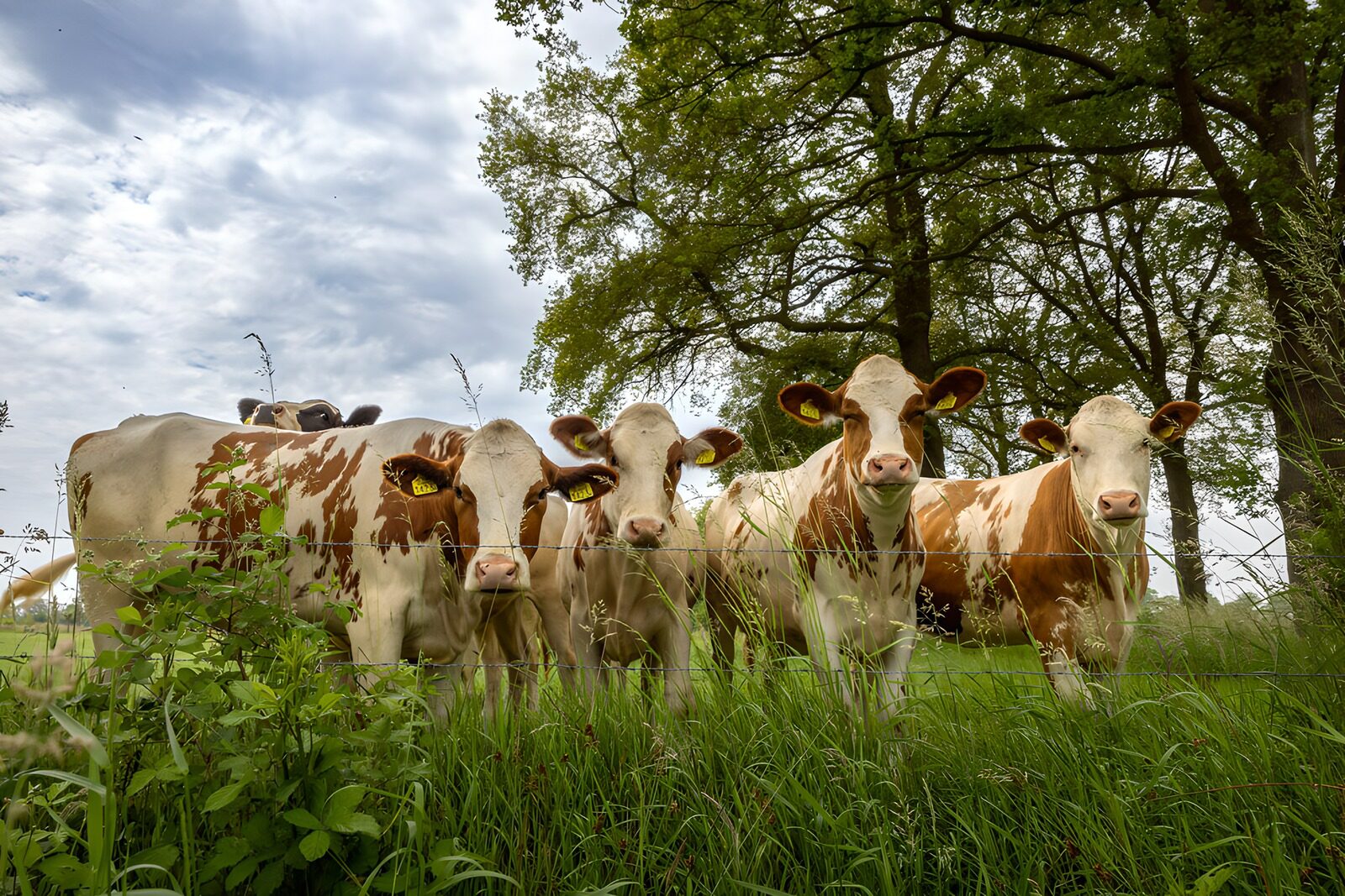 OCCOM8578934: Curious Cows in a Green Pasture