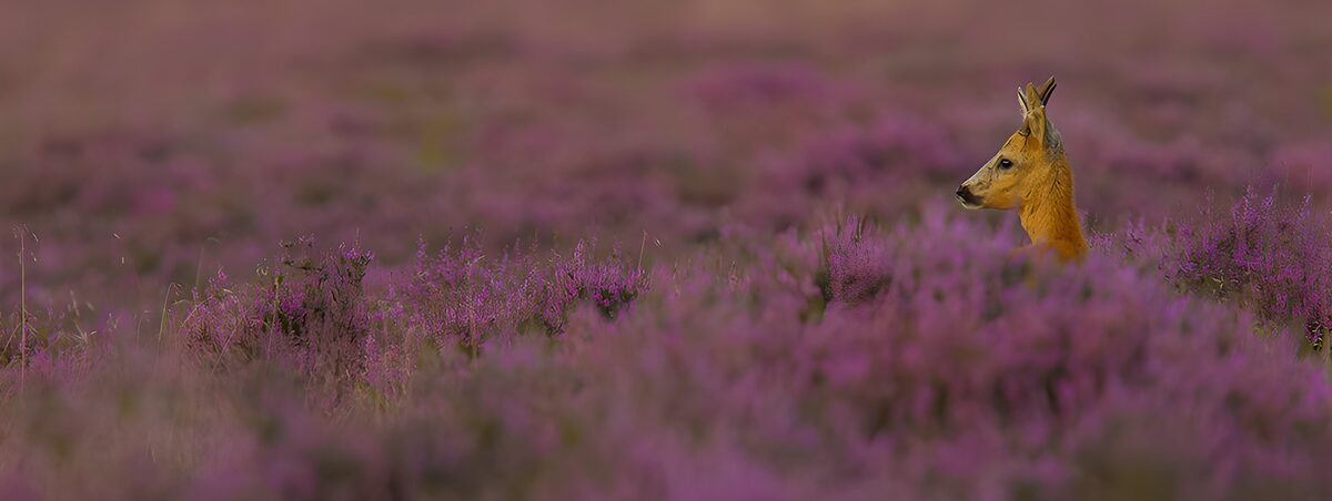 Majestic Deer Among Purple Blooms