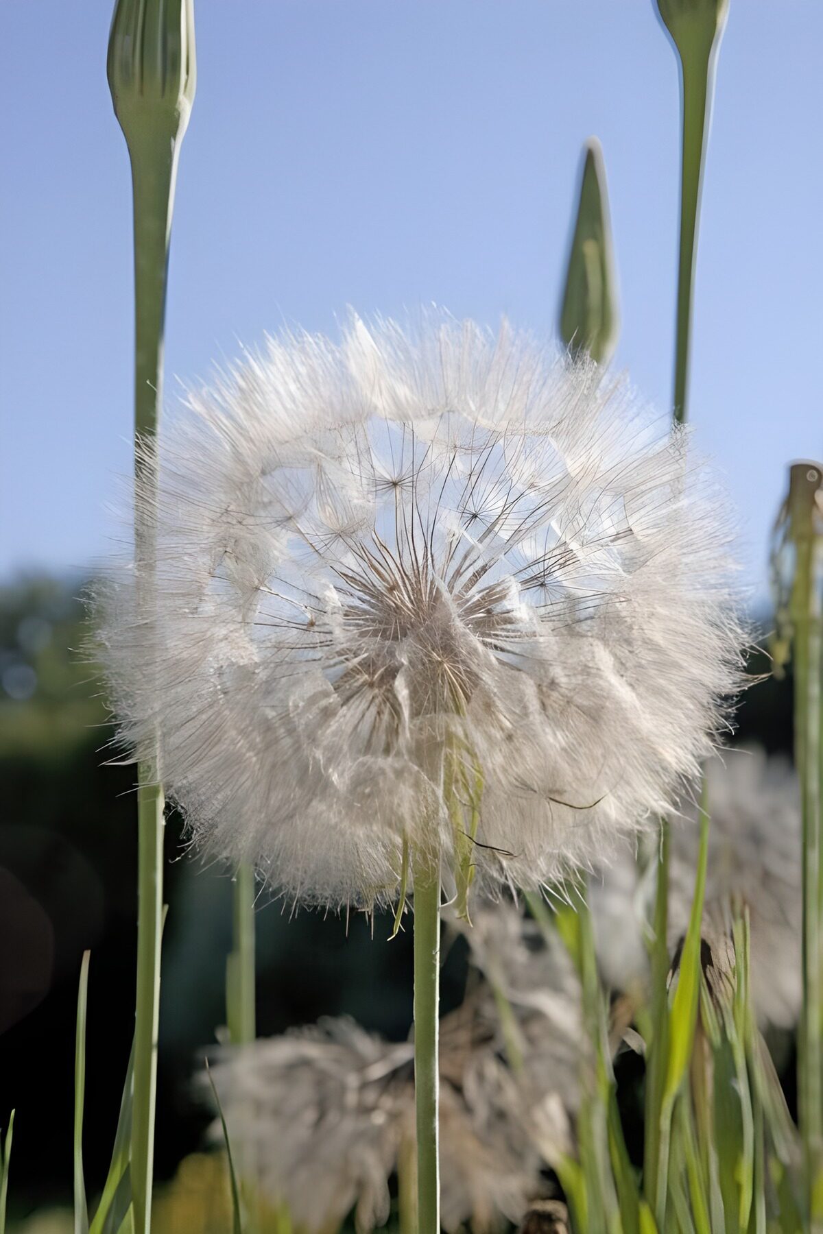 Delicate Dandelion Seeds in Bloom