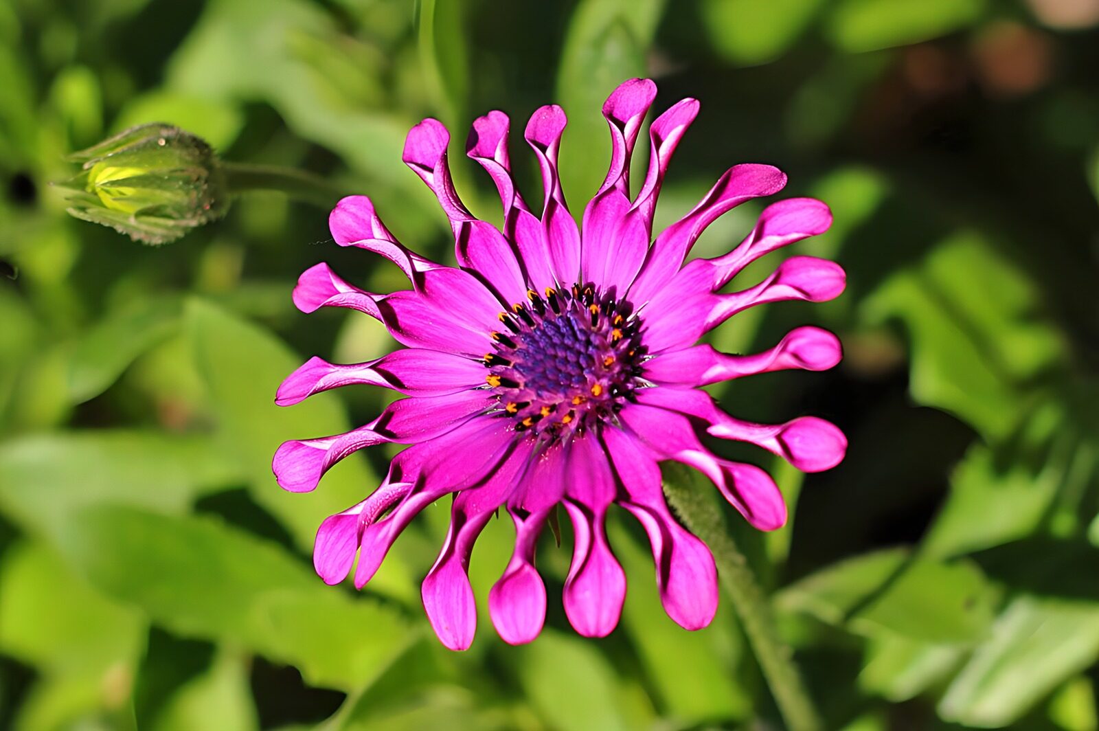 OCCOM6237804: Unique Pink Blooming Flower