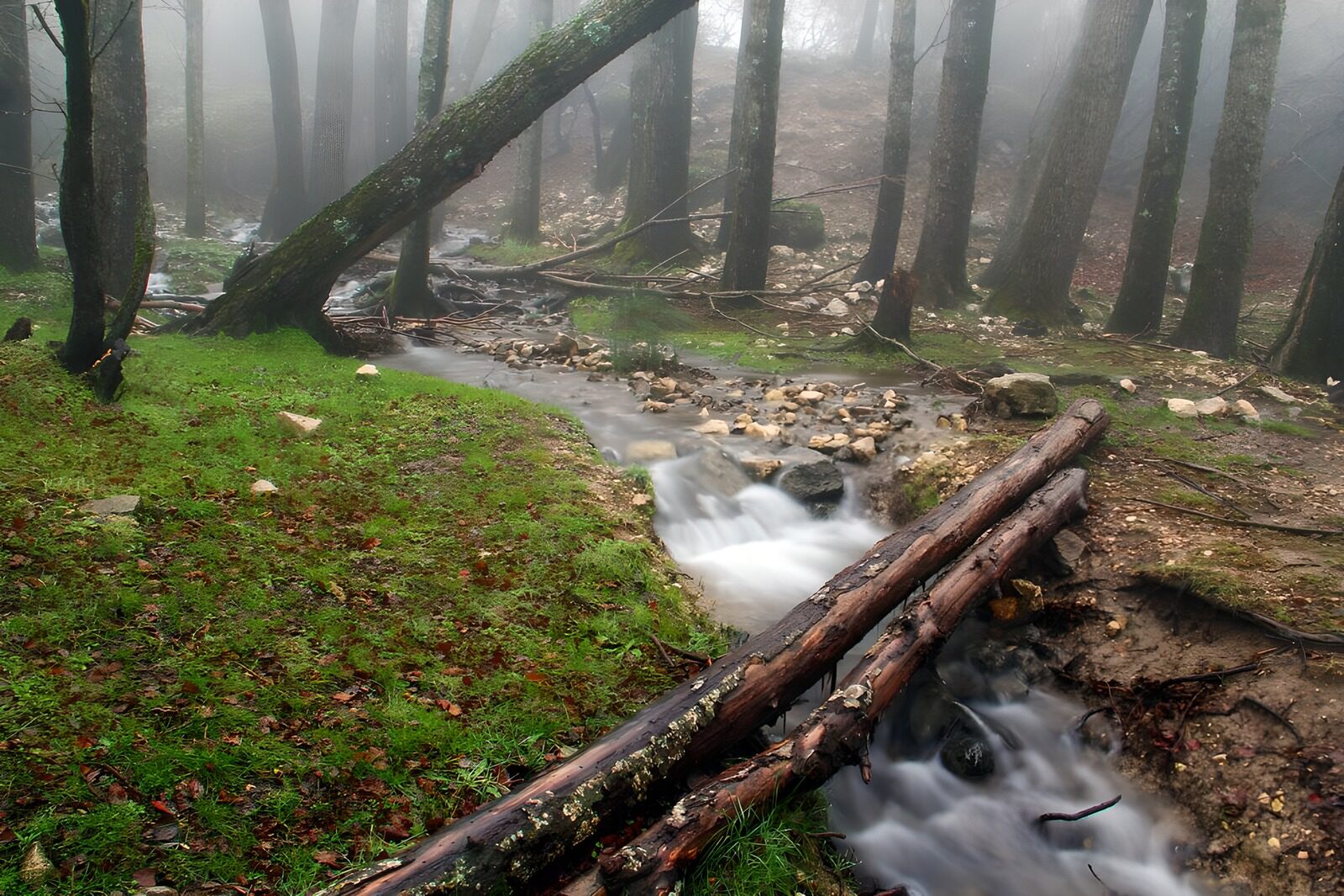 OCCOM6393205: Misty Forest Stream