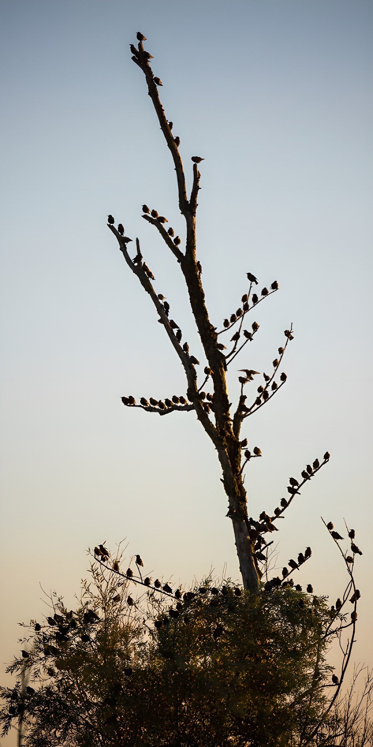OCCOM6874714: Birds Perched on a Tall Tree Silhouette