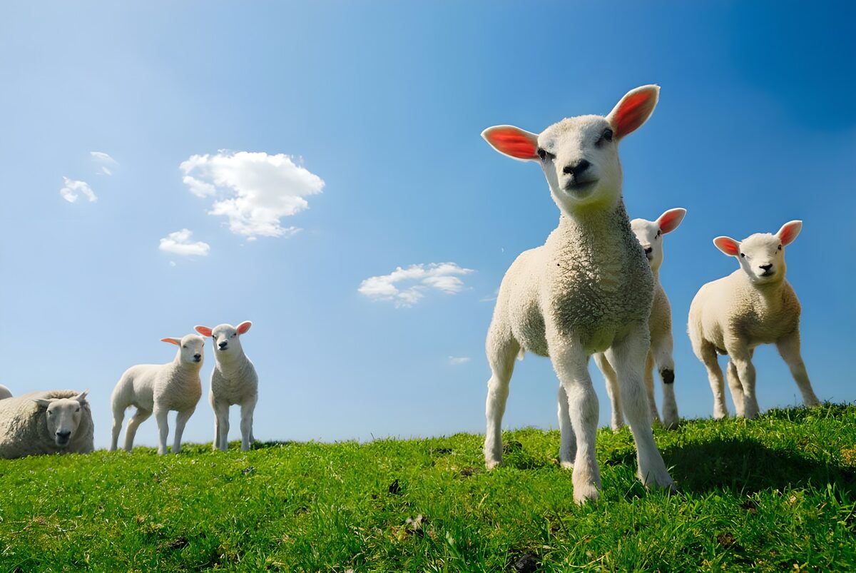 Playful Lambs in Green Pasture