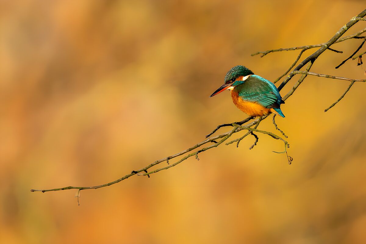 Colorful Kingfisher Perched on a Branch