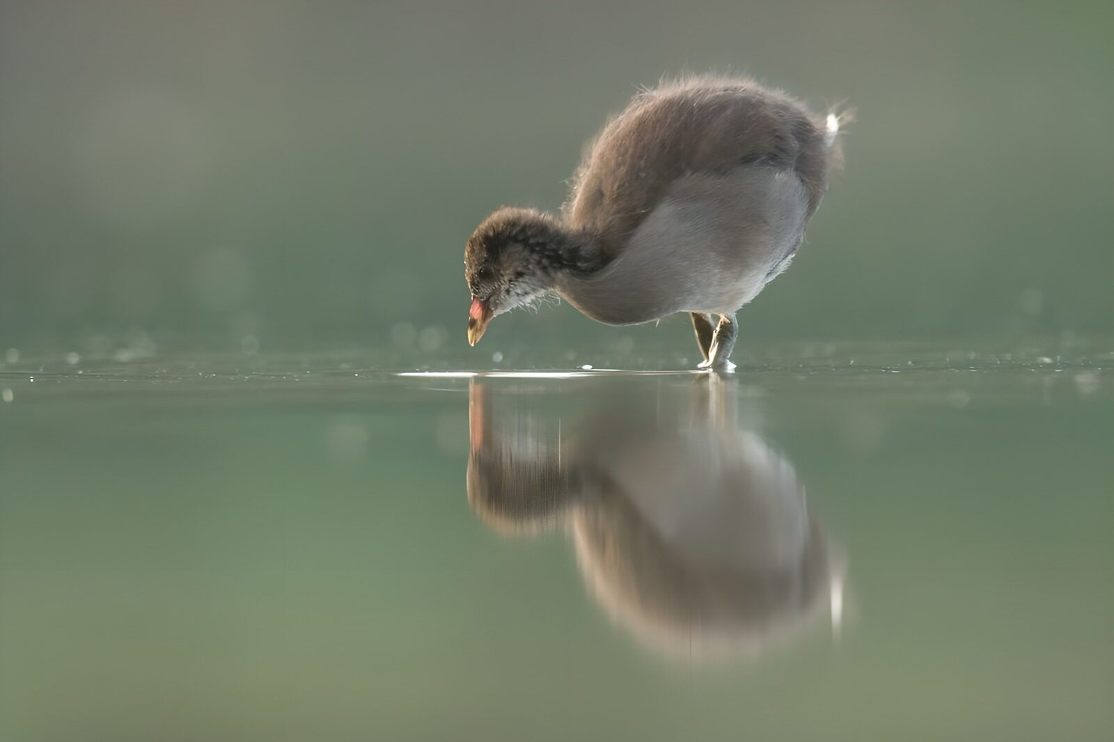 OCCOM3434671: Young Bird Searching in Reflection
