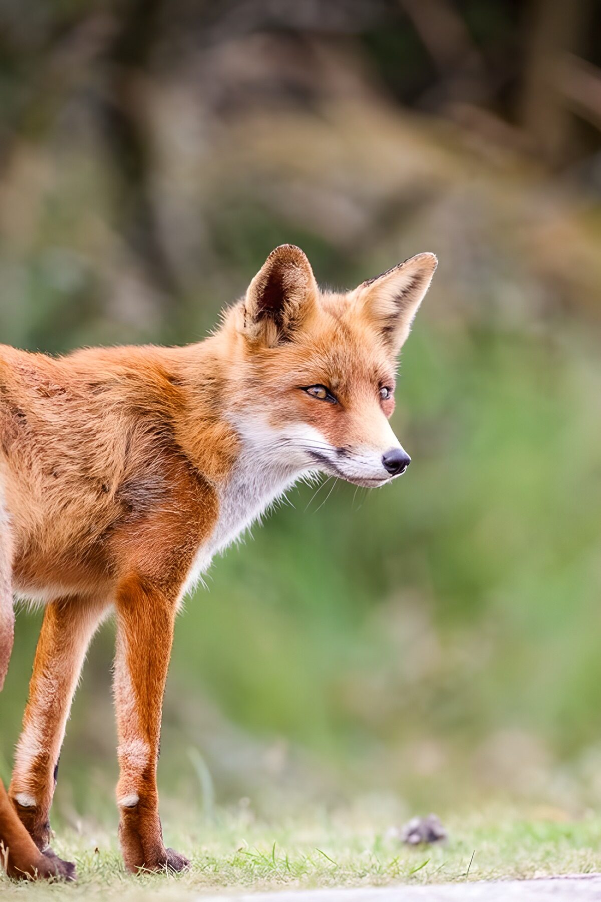 Majestic Fox in Natural Habitat