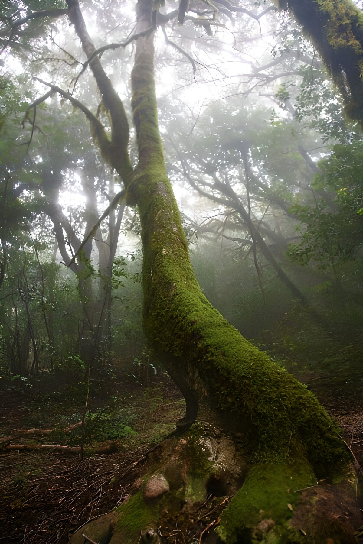 Enchanted Forest Tree in Mist
