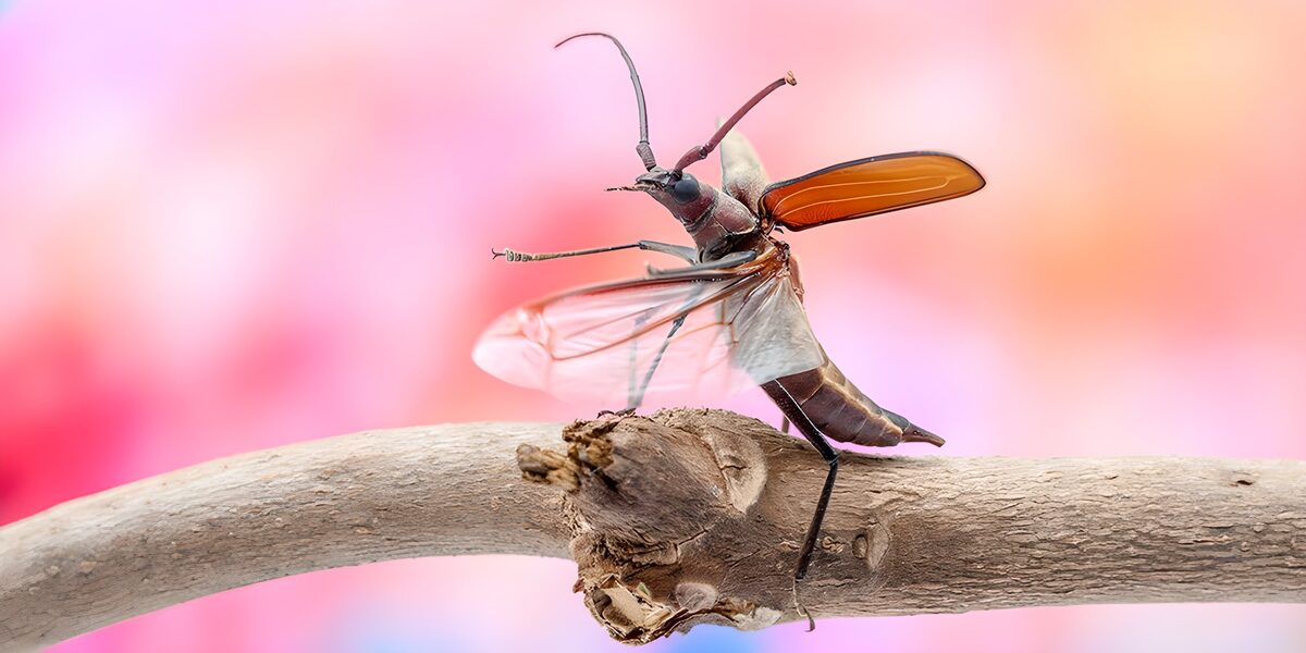 Vibrant Insect on a Branch