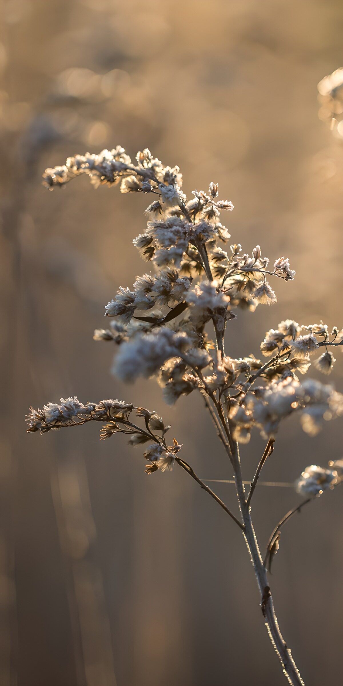 OCCOM4417782: Frost-Kissed Winter Blooms