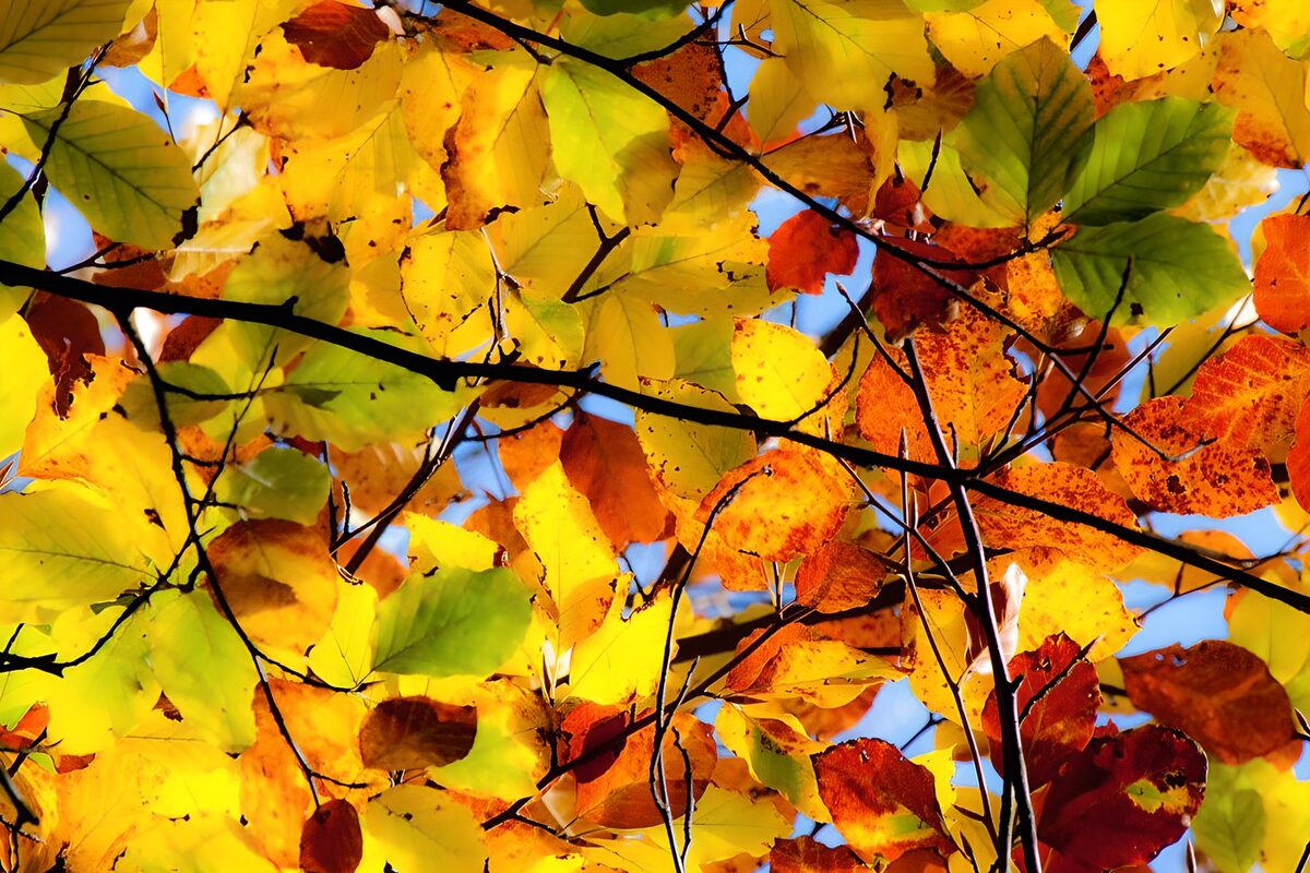 Autumn Color Symphony