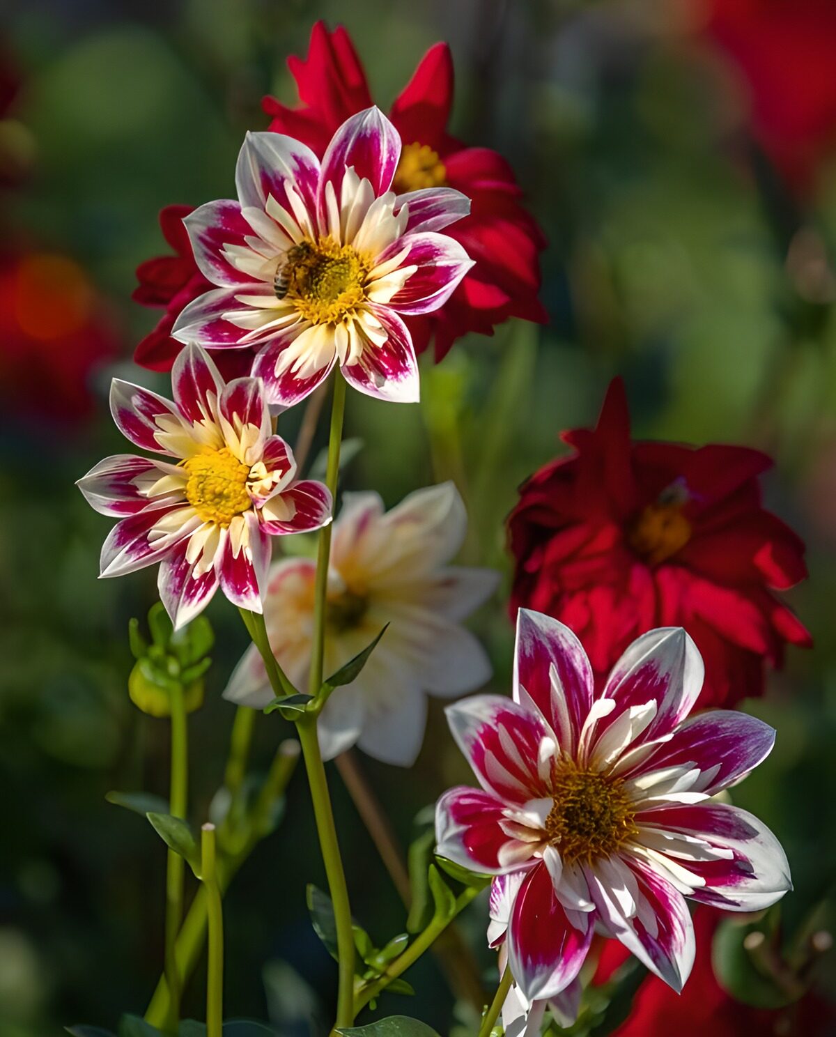 OCCOM6510303: Vibrant Blooming Dahlias in Full Color