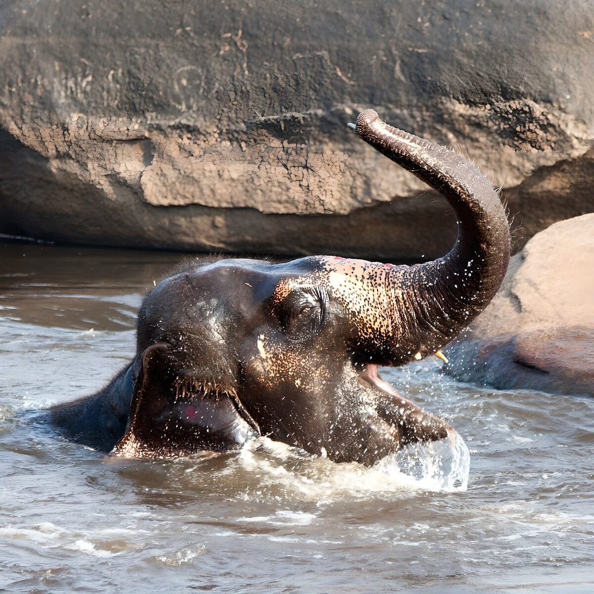 Playful Elephant Splashing in Water