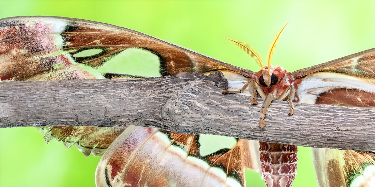 Majestic Moth on a Branch