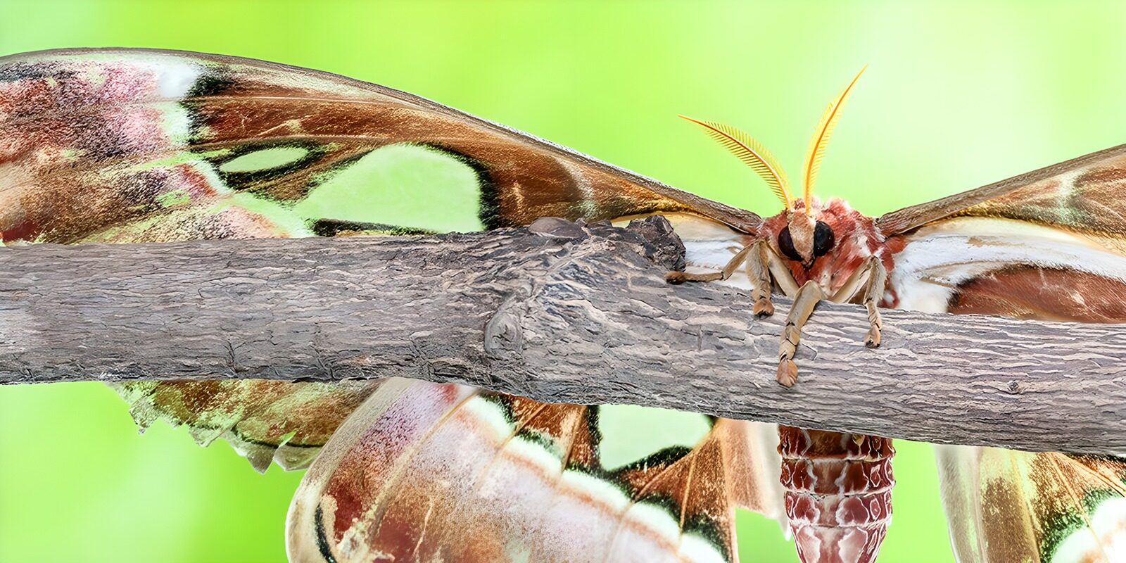 OCCOM3097282: Majestic Moth on a Branch