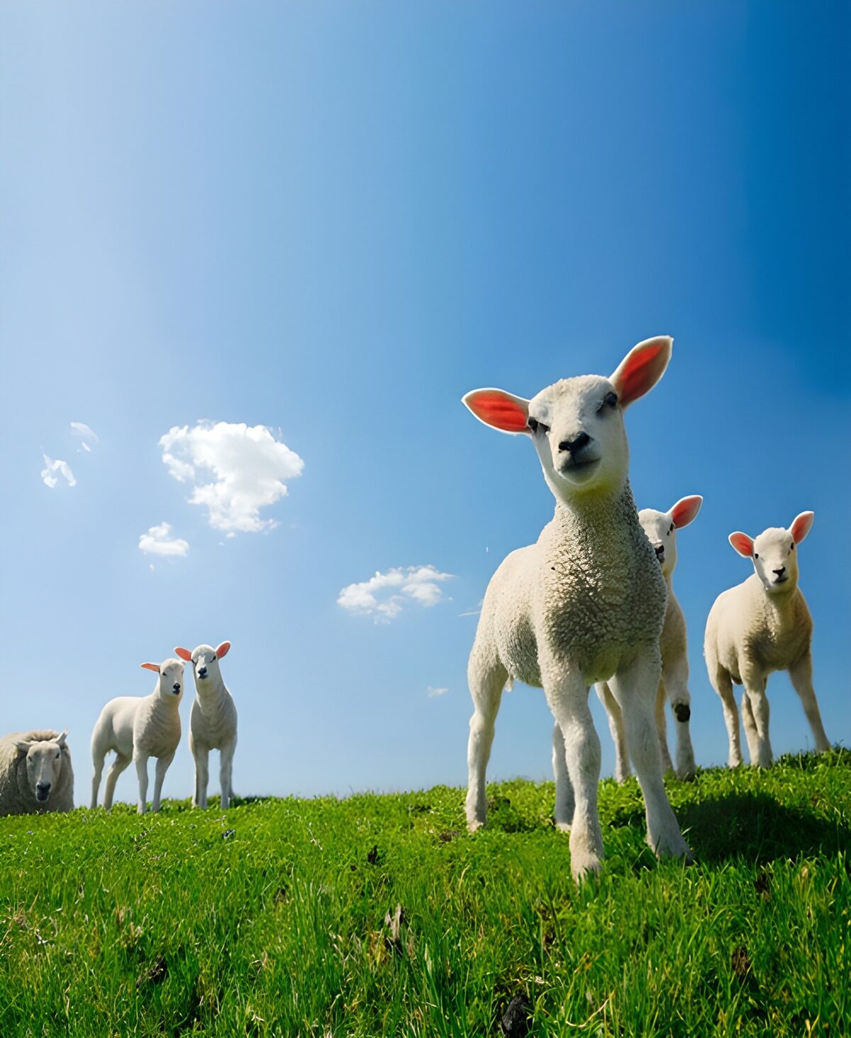 OCCOM9188337: Playful Lambs on a Sunny Day