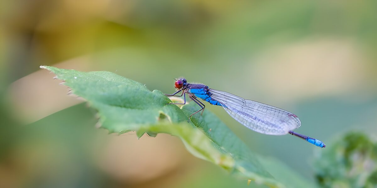 Vibrant Blue Dragonfly on Leaf